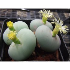 C.calculus SH434 - Seed